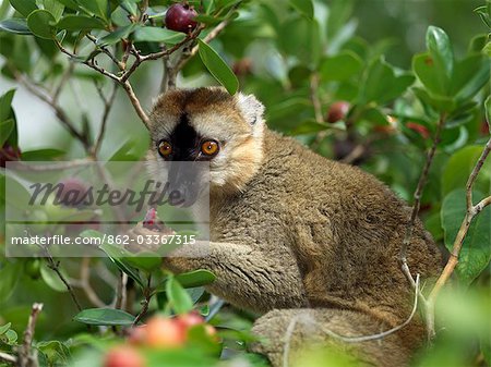 Un Lémurien brun (Eulemur fulvus fulvus), manger des fruits sauvages de goyave.