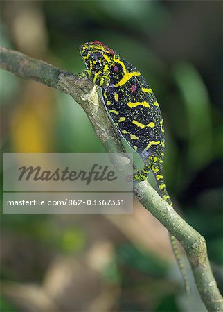 A colourful Chameleon.