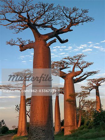 Avenue des Baobab bei Sonnenaufgang. Adansonia Grandidieri nach dem französischen Botaniker und Forschungsreisender, Alfred Grandidier benannte, sind diese Baobab die großartigsten und berühmtesten sechs endemische Arten Madagaskars.