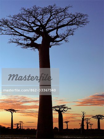 Avenue des Baobab bei Sonnenaufgang. Adansonia Grandidieri nach dem französischen Botaniker und Forschungsreisender, Alfred Grandidier benannte, sind diese Baobab die großartigsten und berühmtesten sechs endemische Arten Madagaskars.