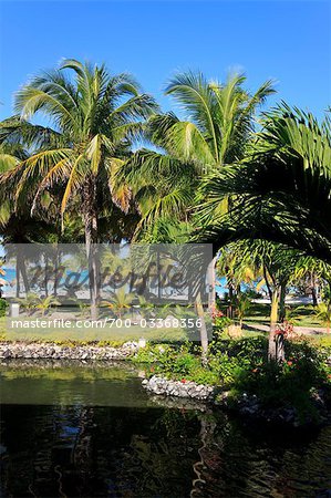 Palm Trees at Resort, Varadero, Cuba