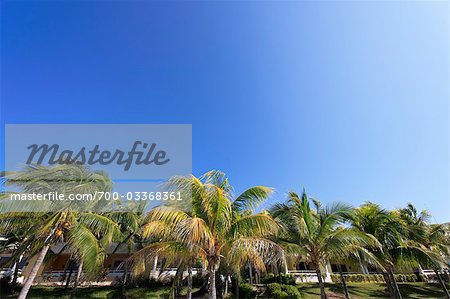 Palm Trees at Resort, Varadero, Cuba