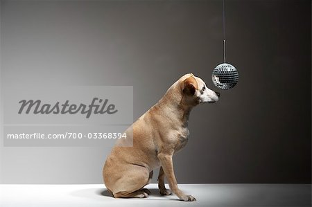 Chien et boule Disco