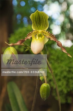 Lady Slipper Orchidee bei Mae Fa Luang Gärten, Doi Tung Berg, Thailand