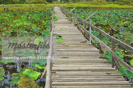 Promenade durch Lotusteich, Chiang Saen, Chiang Saen See, Provinz Chiang Rai, Thailand