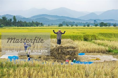 Arbeitnehmer im Reisfeld, Provinz Chiang Rai, Thailand