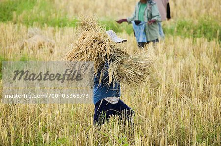 Travailleurs dans les champs de riz, Province de Chiang Rai, Thaïlande