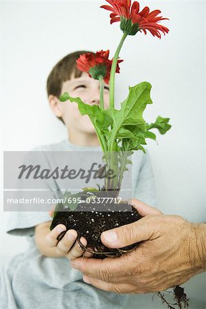 Boy taking gerbera daisies from man's hands, focus on foreground