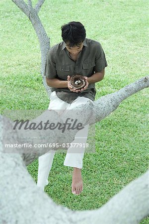 Man sitting in tree, holding bird's nest with eggs in hands, looking down