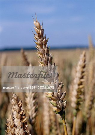 Cosses de blé dans le champ, gros plan, ciel bleu en arrière-plan