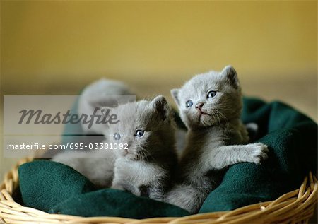 Litter of grey kittens in basket.