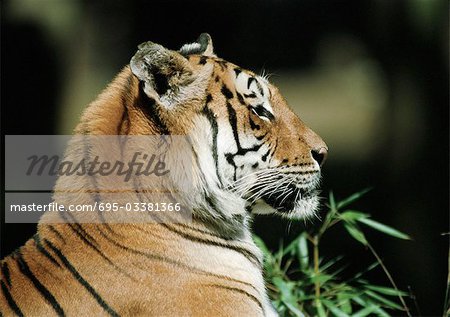 Bengal Tiger (Panthera Tigris Tigris), Kopf und Schultern, Seitenansicht