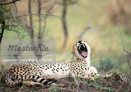 East African Cheetah (Acinonyx Jubatus Raineyii) auf dem Boden liegend, Knurren