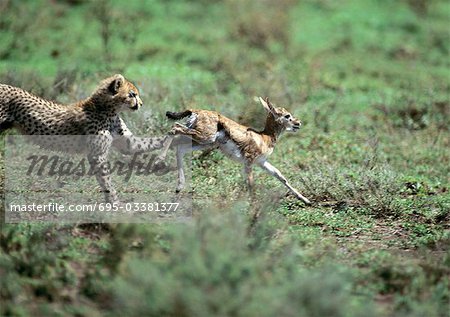 East African Cheetah (Acinonyx Jubatus Raineyii) verfolgen Baby Thomson's Gazelle (Eudorcas Thomsoni)