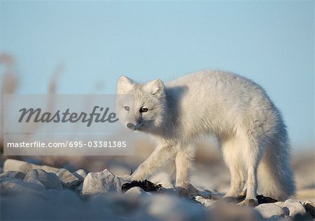 Arctic Fox (Vulpes lagopus), Canada