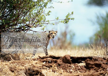 East African Cheetah (Acinonyx Jubatus Raineyii), Tansania