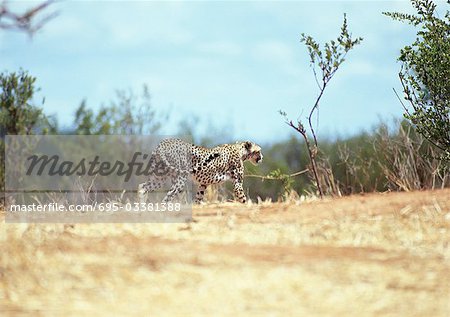 East African Cheetah (Acinonyx Jubatus Raineyii), Tansania