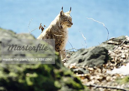 Eurasischer Luchs (Lynx Lynx), Deutschland, Tiefenschärfe