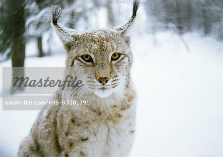 Eurasischer Luchs (Lynx Lynx) im Schnee, Deutschland, Blick in die Kamera