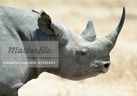 Black Rhinoceros (Diceros bicornis), Tanzania, head and shoulders, side view