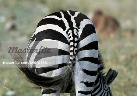 Afrika, Tansania, Steppenzebra (Equus Quagga) rauschenden Schwanz, Rückansicht