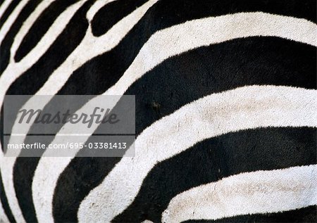 Zebra-Streifen, full-Frame, Nahaufnahme