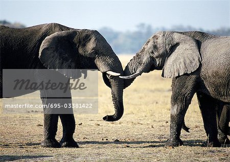 African Bush Elephants (Loxodonta africana), Botswana, Africa