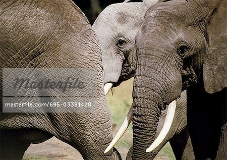 Éléphant de savane africaine (Loxodonta africana), recadrée vue d'éléphants suite membre du troupeau, gros plan