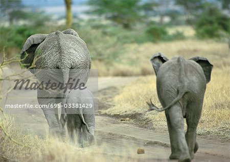 Familie von Afrikanischer Elefant (Loxodonta Africana) zu Fuß auf Schmutz Pfad, Botswana, Afrika, Rückansicht