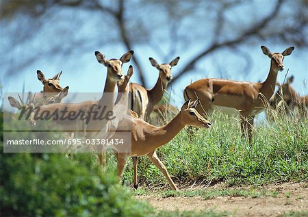 Troupeau de communes Impala (Aepyceros melampus)