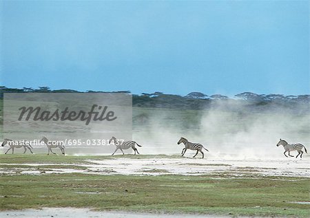 Plaines zèbres (Equus quagga) au galop à travers la plaine, soulevant la poussière, Tanzanie, Afrique