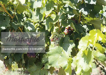 Grapes growing on vine