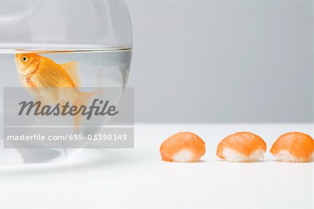 Goldfish swimming in fishbowl, row of salmon nigiri sushi arranged alongside