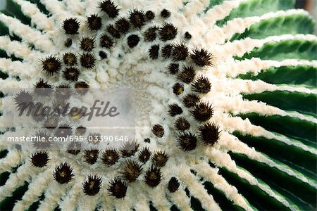 Extreme close-up of golden barrel cactus, overhead view