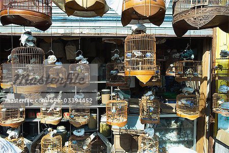 Boutique pleine d'oiseaux et de cages à oiseaux