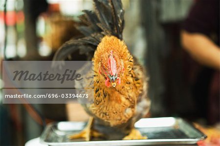 Rooster standing on scale in market