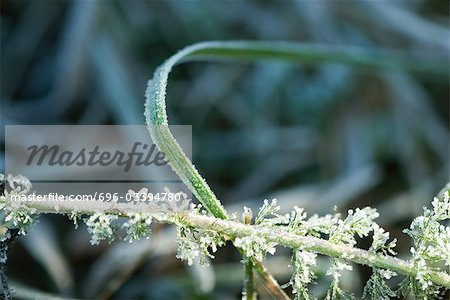 Frost-covered vegetation, close-up