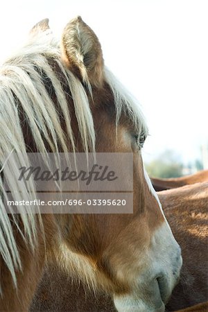 Cheval, close-up, recadrée vue