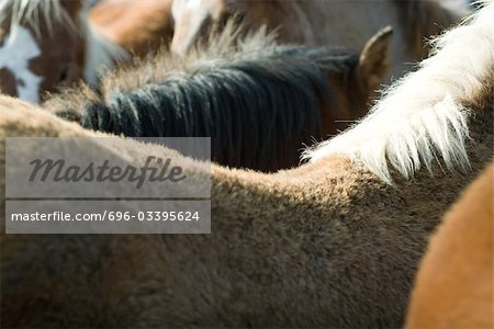 Chevaux côte à côte, vue, plein cadre de rognage