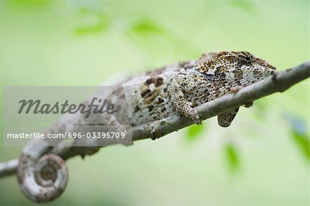 Chameleon resting on branch, side view, close-up