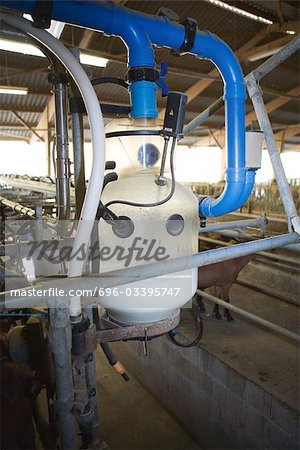 Milking machine in barn