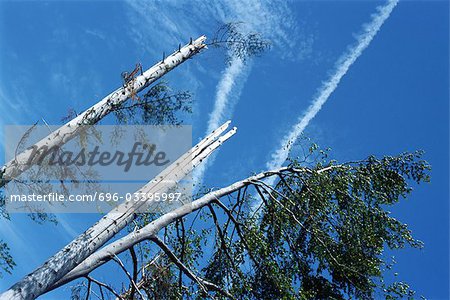 Endommagé les arbres et le ciel bleu, vue d'angle faible