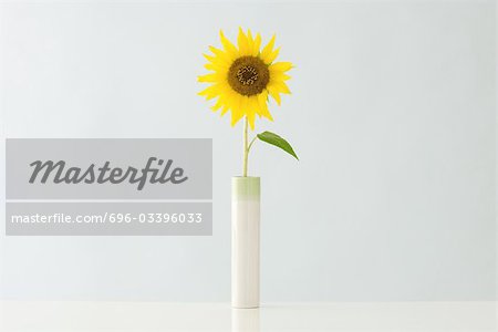 Sonnenblume in vase