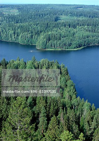 Evergreen forest and body of water, aerial view
