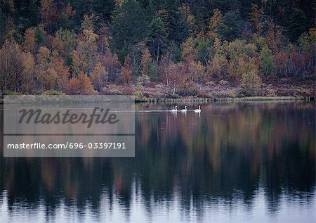 Three Whooper Swans (Cygnus cygnus) on a lake in Finland
