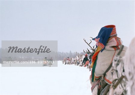 Finland, saamis with reindeer sleds in line, rear view