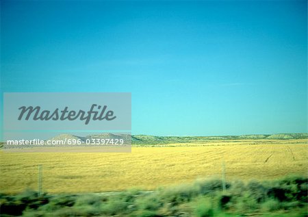 Field of rapeseed under blue sky