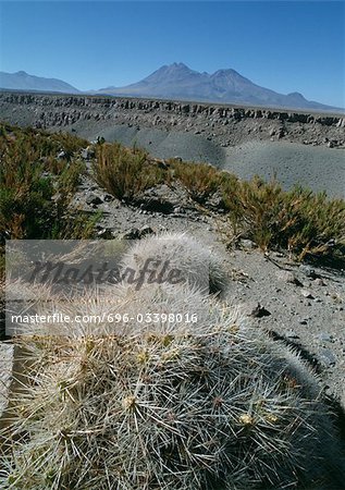 Chili, El Norte Grande, cactus et montagnes à distance