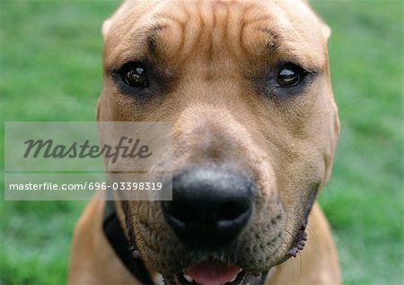 Dog with wrinkled brow, face.