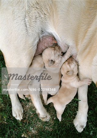 Newborn puppies drinking milk.